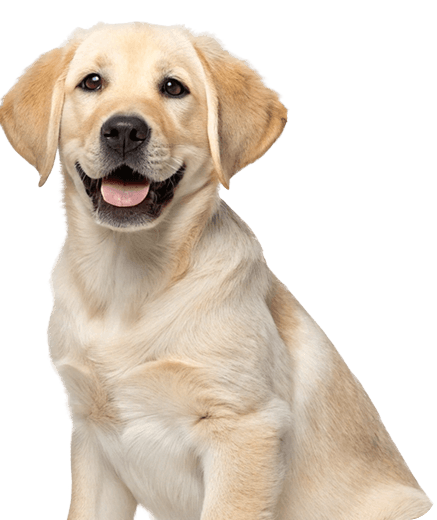 Найди щенка мечты здесь